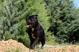 STAFFIE 391